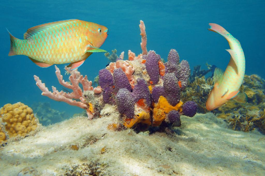 Dormio Bonaire Village Zimmer foto